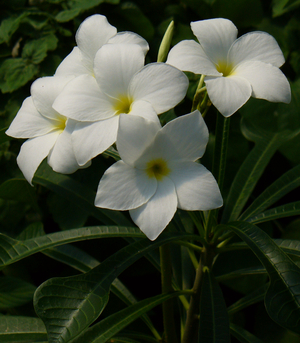 Bridal Bouquet Plumeria, Plumeria pudica 'Bridal Bouquet'